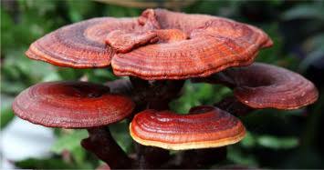Ganoderma - an ancient Asian health remedy