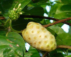 NONI - Origins and History
